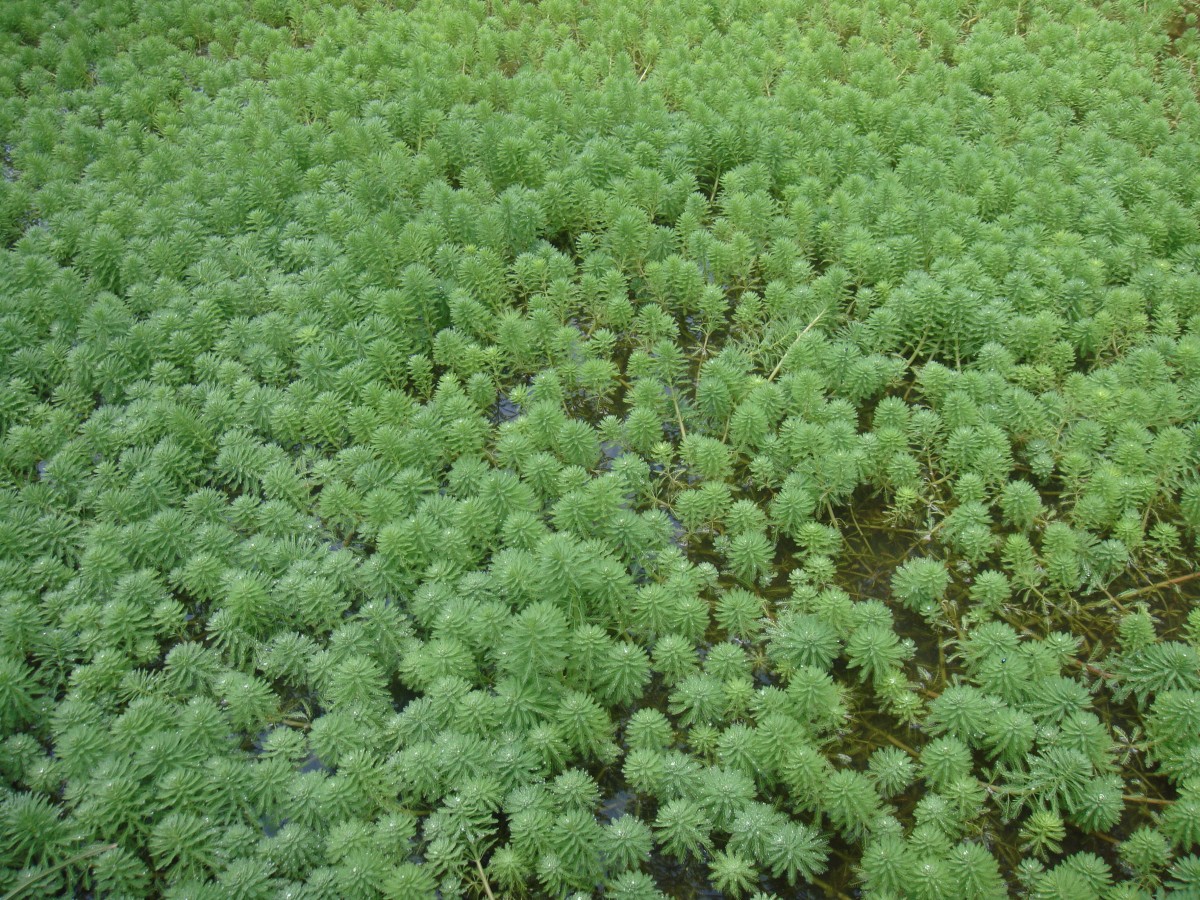 Myriophyllum aquaticum (Vell.) Verdc.